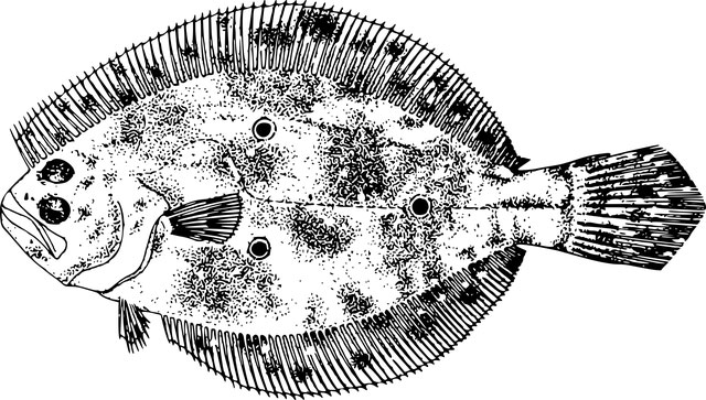 Steikt rauðsprettuflök með rís og karrý – Veitingageirinn.is ...